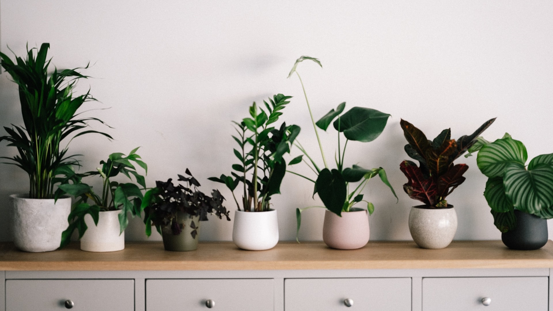 8 plantas perfeitas para ter dentro de casa